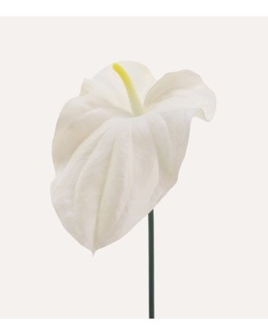 Rama Decorativa Anthurium Toque Realista de Plástico