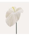 Rama Decorativa Anthurium Toque Realista de Plástico