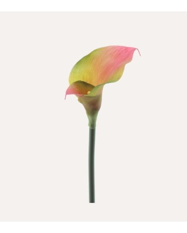 Cala Realista Decorativa de Plástico