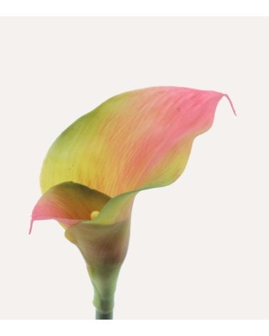 Cala Realista Decorativa de Plástico