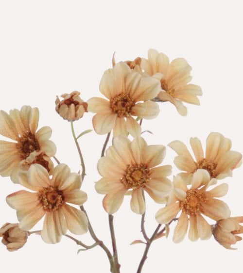 Rama Decorativa Flores de Margaritas de Plástico