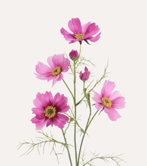 Rama Decorativa Flores Cosmos de Plástico