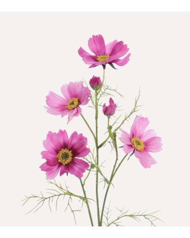 Rama Decorativa Flores Cosmos de Plástico
