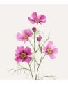 Rama Decorativa Flores Cosmos de Plástico