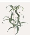 Rama Decorativa Eucalyptus de Plástico