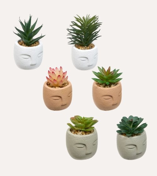 Planta Decorativa Terri en Maceta de Rostro