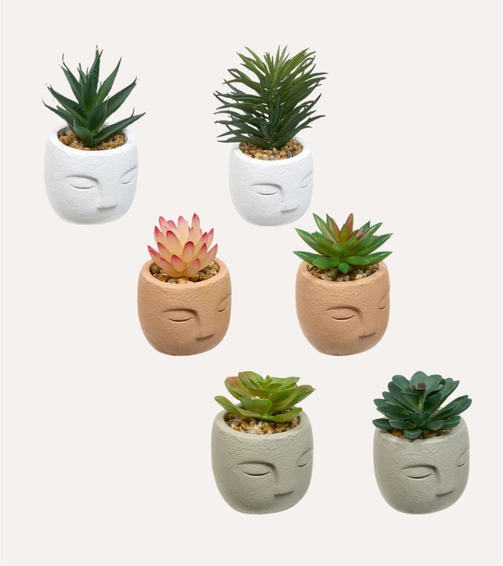 Planta Decorativa Terri en Maceta de Rostro