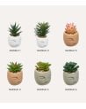 Planta Decorativa Terri en Maceta de Rostro