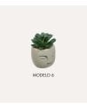 Planta Decorativa Terri en Maceta de Rostro