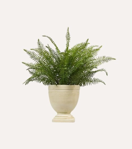 Helecho Decorativo Clásico con Maceta de Cerámica