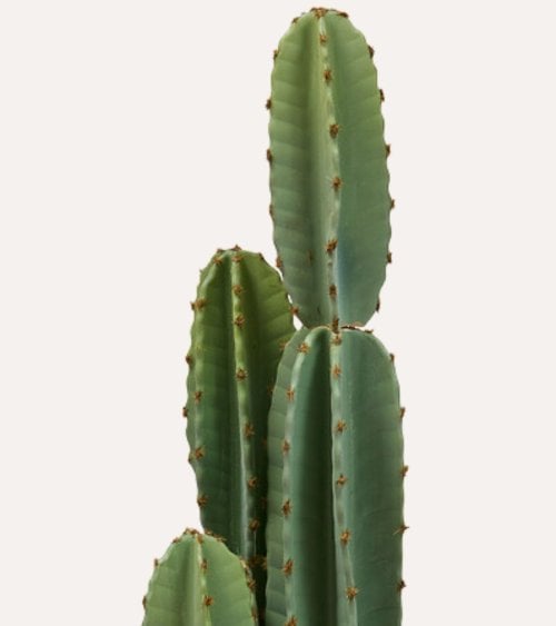 Cactus Decorativo de 3 Troncos Sien con Maceta de Plastico