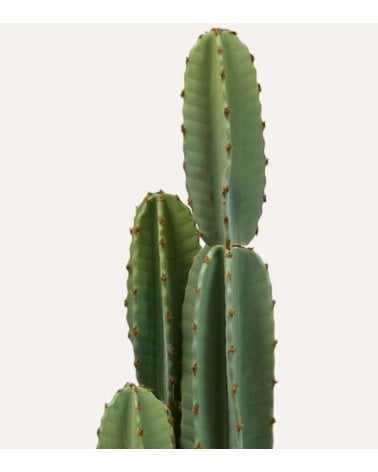 Cactus Decorativo de 3 Troncos Sien con Maceta de Plastico