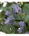 Planta decorativa de Eucalipto y Lavanda Uda