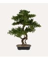 Bonsai Decorativo Polin con Maceta