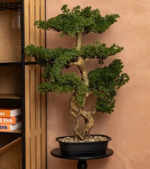Bonsai Decorativo Polin con Maceta