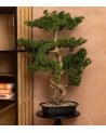 Bonsai Decorativo Polin con Maceta