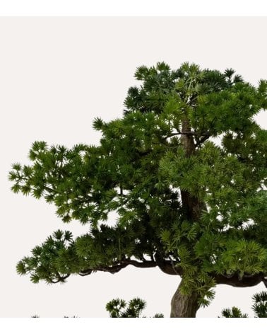 Bonsai Decorativo Polin con Maceta