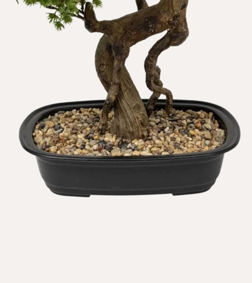 Bonsai Decorativo Polin con Maceta