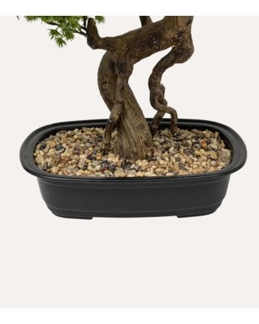 Bonsai Decorativo Polin con Maceta