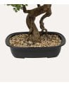 Bonsai Decorativo Polin con Maceta