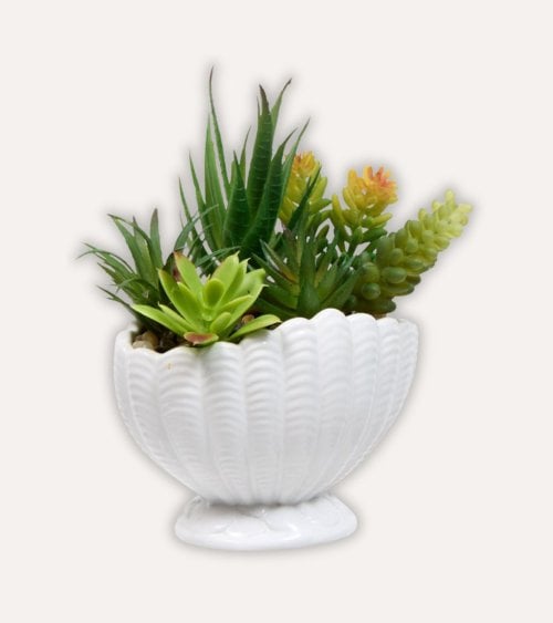 Planta Decorativa Ocea con Maceta Concha de Dolomita