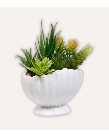 Planta Decorativa Ocea con Maceta Concha de Dolomita