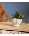 Planta Decorativa Ocea con Maceta Concha de Dolomita