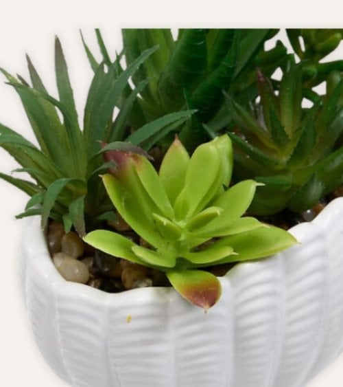 Planta Decorativa Ocea con Maceta Concha de Dolomita