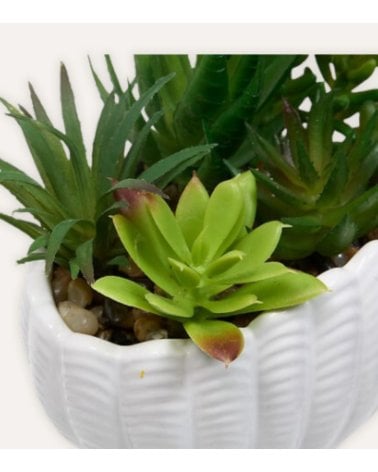 Planta Decorativa Ocea con Maceta Concha de Dolomita