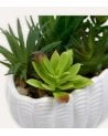 Planta Decorativa Ocea con Maceta Concha de Dolomita