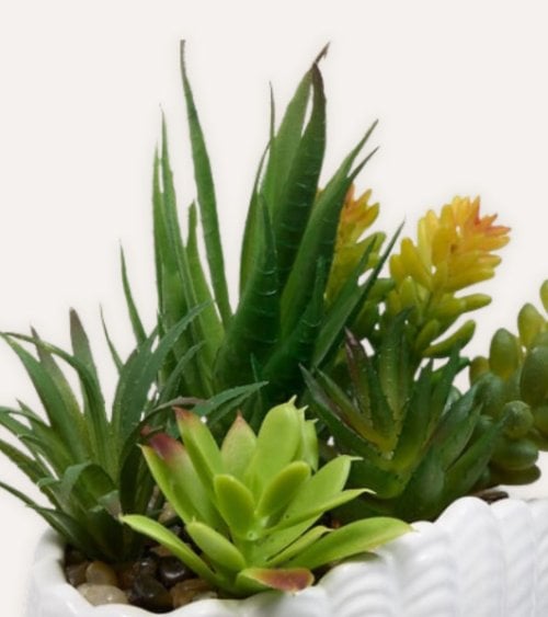 Planta Decorativa Ocea con Maceta Concha de Dolomita
