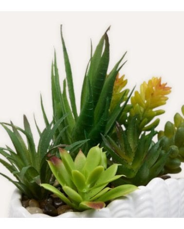 Planta Decorativa Ocea con Maceta Concha de Dolomita