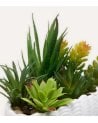 Planta Decorativa Ocea con Maceta Concha de Dolomita