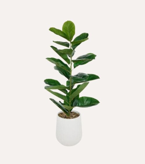 Ficus Decorativo Sky con Maceta de Magnesia