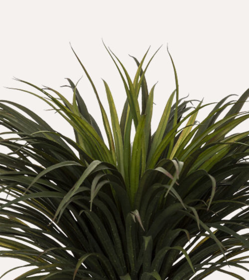 Palmera Yuca Tropical Decorativa con Maceta de Acero