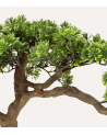 Bonsai Decorativo Polin Inclinado en Maceta