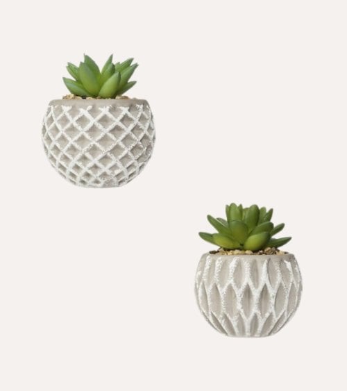 Planta Decorativa en Maceta de Cemento