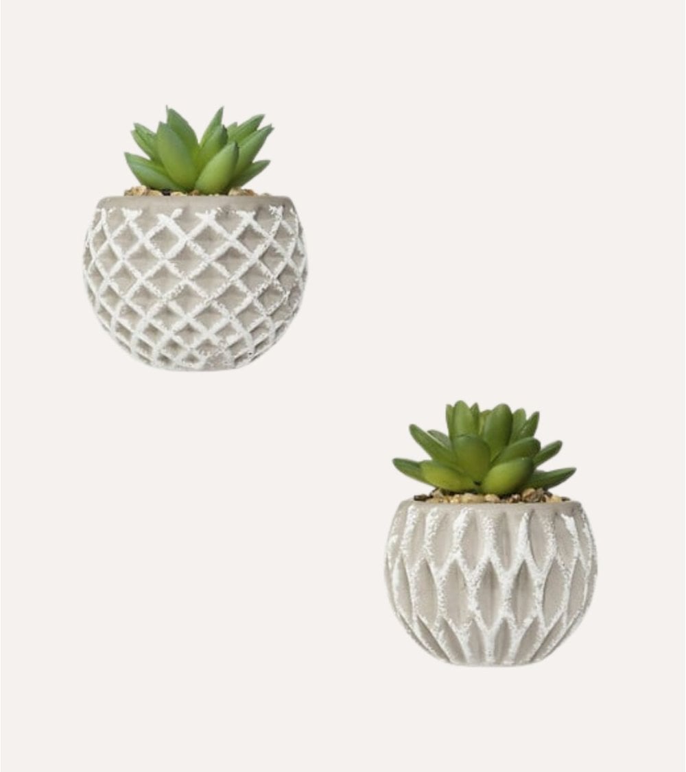 Planta Decorativa en Maceta de Cemento