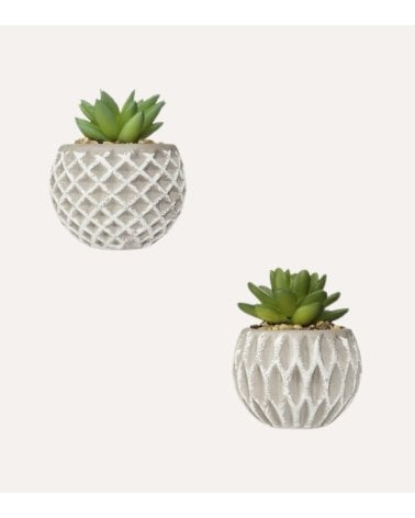 Planta Decorativa en Maceta de Cemento