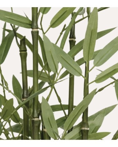 Bambú Decorativo Ly con Maceta de Fibra Vegetal