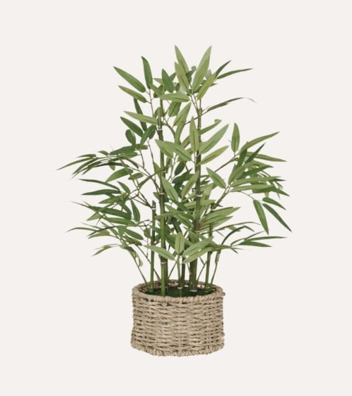 Bambú Decorativo Ly con Maceta de Fibra Vegetal