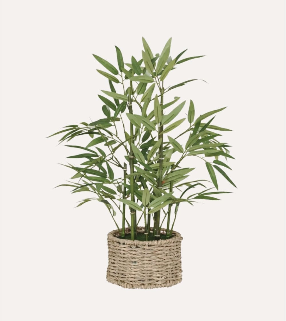 Bambú Decorativo Ly con Maceta de Fibra Vegetal