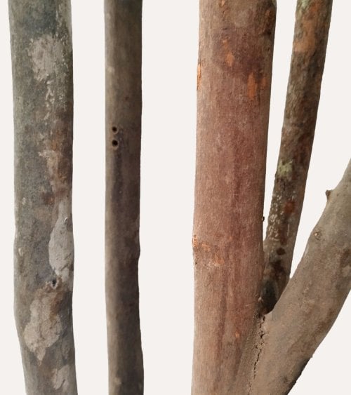 Árbol Decorativo Plumeria con Tronco Natural