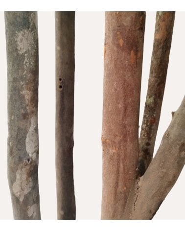 Árbol Decorativo Plumeria con Tronco Natural