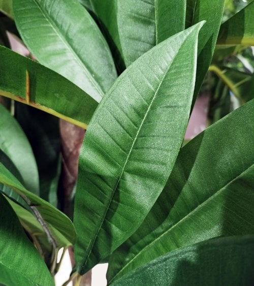 Árbol Decorativo Plumeria con Tronco Natural