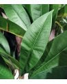 Árbol Decorativo Plumeria con Tronco Natural