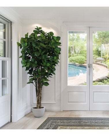Árbol Decorativo Clusia con Tronco Realista