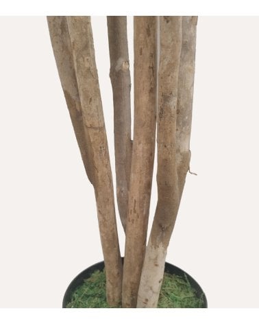 Árbol Decorativo Eucalipto con Tronco Natural