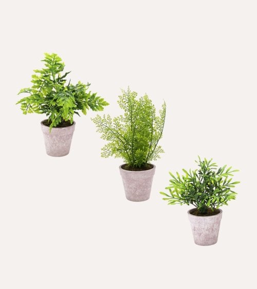 Planta Decorativa Helechos de Aspecto Realista