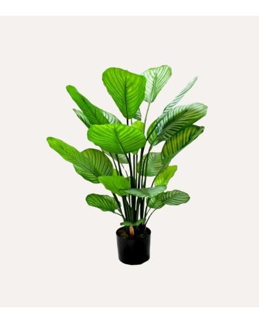 Planta Decorativa Calathea de Aspecto Realista